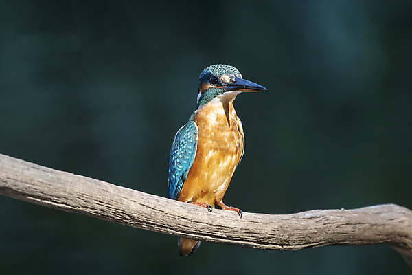 포토 JPG 해외이미지 주간 야생동물 자연 조류 사람없음 야외 아웃포커스 나뭇가지 물새 물총새 해외포토 자연요소 나무 동물 촬영기법 생태계 파일형식 이미지허브