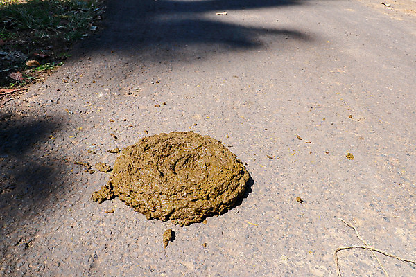 포토 JPG 해외이미지 동물 도로 모래 백그라운드 밭 농업 자연 표면 추상 건조 사람없음 야외 농장 갈색 환경 봄 시골 신선 소 지저분함 땅 유기농 질감 황소 냄새 먼지 연료 흙더미 불쾌함 낭비 내추럴 거름 밭일 해외포토 웰빙 계절 감정 산업 길 컬러 컨셉 무늬 포유류 교통시설 흙 감각 생태계 파일형식 더미 이미지허브