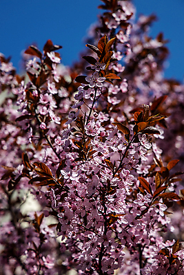 포토 JPG 해외이미지 나무 식물 계절 공원 꽃 백그라운드 자연 날씨 따뜻함 사람없음 야외 장식 정원 맑음 봄 작음 과수원 가득함 내추럴 해외포토 공공시설 농업 크기 생태계 파일형식 이미지허브