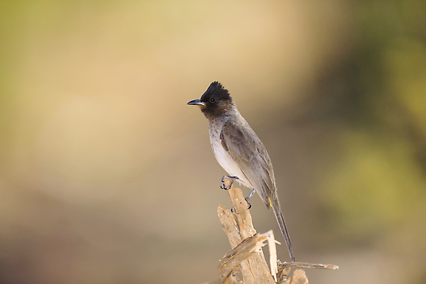 포토 JPG 해외이미지 나무 동물 아시아 얼굴 야생동물 잎 날개 부분 태국 자연 조류 하늘 손바닥 그림자 동양인 사람없음 야외 빨간색 갈색 환경 정원 검은색 나뭇가지 도시 작음 깃털 꼬리 부리 코코넛 서식지 동물상 해외포토 식물 손 나라 컬러 과일 인종 신체부위 조형물 크기 생태계 파일형식 이미지허브