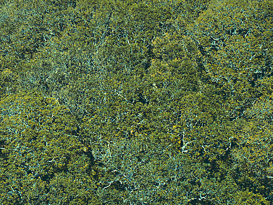 포토 JPG 해외이미지 나무 식물 백그라운드 잎 패턴 자연 벽지 추상 안테나 사람없음 야외 초록색 환경 덮개 시골 신선 최고 정상 숲 묘사 질감 내추럴 해외포토 컬러 무늬 통신 뚜껑 생태계 파일형식 이미지허브