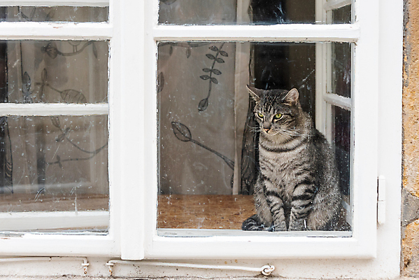 포토 JPG 해외이미지 동물 응시 얼굴 백그라운드 패턴 창문 포유류 유리 프레임 털 실내 앉기 사람없음 반려동물 반사 갈색 머리 고양이 줄무늬 회색 흰색 모피 질감 해외포토 시선 컬러 무늬 모션 재질 내부 신체부위 파일형식 이미지허브