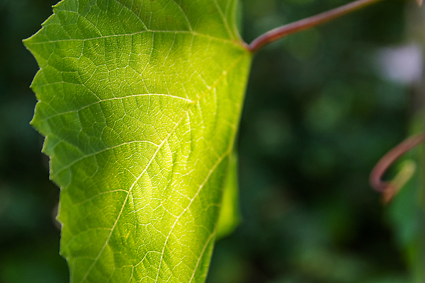 포토 JPG 해외이미지 식물 계절 잎 자연 사람없음 야외 초록색 햇빛 정원 봄 성장 신선 묘사 싱글 에코 원예 정맥 바이오 카피스페이스 강조 해외포토 컬러 취미 태양 환경 공백 생태계 혈관 파일형식 이미지허브