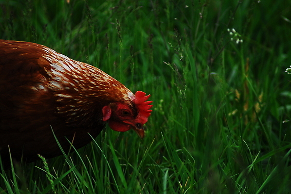 포토 JPG 해외이미지 음식 자연 사람없음 야외 초록색 농장 갈색 머리 치킨 해외포토 컬러 농업 신체부위 생태계 닭고기요리 파일형식 이미지허브