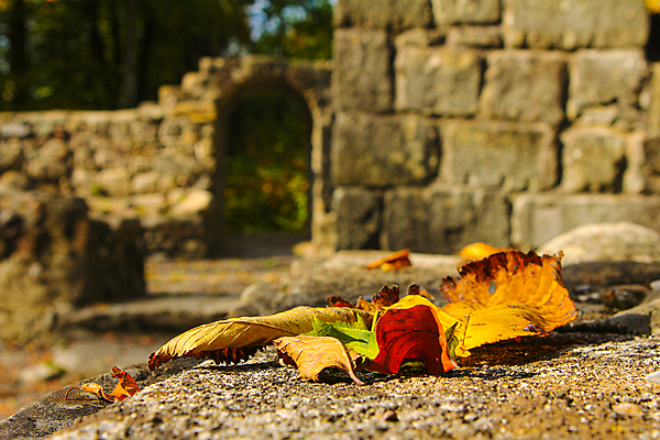 포토 JPG 해외이미지 나무 식물 디자인 계절 백그라운드 컨셉 단풍 잎 오렌지 자연 날씨 사람없음 야외 빨간색 물 파란색 컬러풀 반사 노란색 환경 젖음 성장 가을 물방울 신선 황금 떨어짐 숲 9월 11월 유기농 질감 웅덩이 10월 내추럴 해외포토 자연요소 웰빙 컬러 과일 날짜 생태계 파일형식 이미지허브