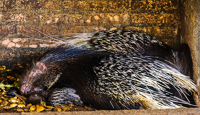 포토 JPG 해외이미지 동물 커플 포유류 아프리카 자연 휴식 생물 동물원 사람없음 반려동물 갈색 검은색 이탈리아 흰색 잠 못 가시 설치류 위험 큼 척추 갈기 스파이크 사하라 고슴도치 깃털펜 동물상 해외포토 유럽 나라 컬러 컨셉 관계 뼈 조형물 펜 사막 공구 크기 생태계 파일형식 이미지허브