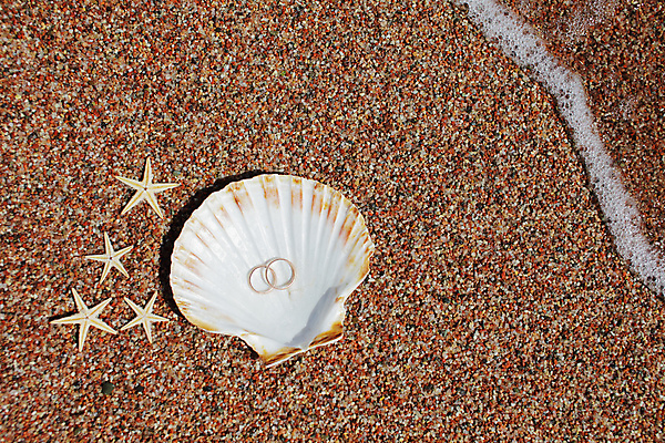 포토 JPG 해외이미지 주간 모래 불가사리 해변 사람없음 야외 조개껍데기 결혼반지 해외포토 자연요소 바다 결혼 조개 극피동물 반지 파일형식 이미지허브