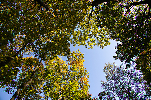 포토 JPG 해외이미지 나무 식물 계절 공원 백그라운드 단풍 잎 자연 하늘 따뜻함 풍경 사람없음 야외 목재 빨간색 초록색 파란색 컬러풀 갈색 노란색 환경 가을 나뭇가지 황금 숲 10월 내추럴 해외포토 공공시설 컬러 재료 날짜 생태계 파일형식 이미지허브
