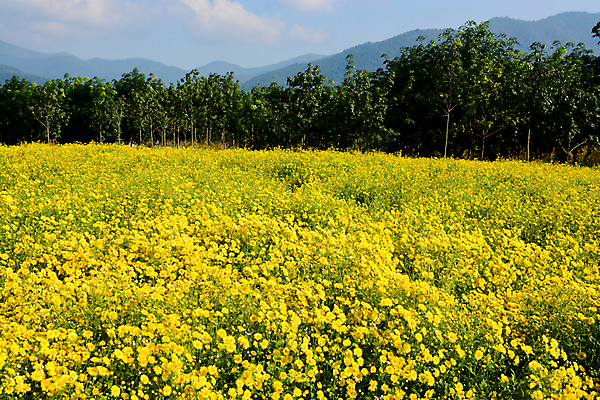 포토 JPG 해외이미지 나무 식물 계절 꽃잎 꽃 문화 잎 꽃무늬 밭 농업 자연 국화 건강 씨앗 풍경 사람없음 야외 초록색 햇빛 노란색 정원 일본 중국 수확 성장 벚꽃 흰색 신선 개화 약초 작음 허브 원예 타입 내추럴 생존 해외포토 산업 아시아 컬러 무늬 취미 태양 풀_식물 크기 생태계 파일형식 이미지허브