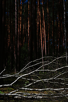 포토 JPG 해외이미지 나무 식물 자연 바람 날씨 사람없음 야외 목재 여름 환경 힘 손상 가을 흰색 떨어짐 숲 통나무 나무껍질 폭풍 자작나무 잡동사니 내추럴 빈털터리 거짓말 깨짐 뇌우 단절 삼림지대 생태학 수목 허리케인 해외포토 자연요소 계절 교육 컬러 컨셉 재료 껍질 자연재해 생태계 파일형식 이미지허브