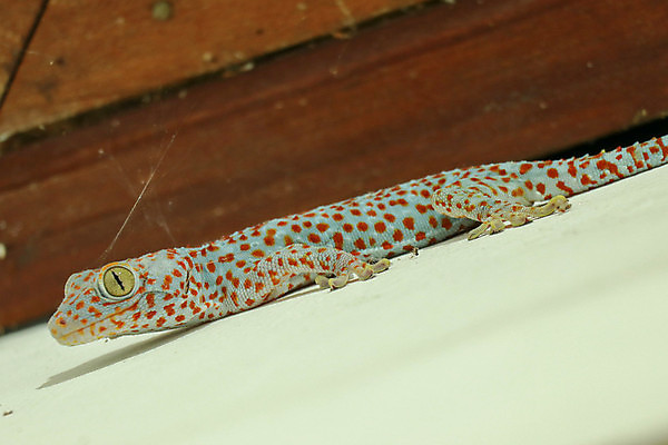 포토 JPG 해외이미지 동물 응시 야생동물 백그라운드 파충류 자연 생물 저울 종류 사람없음 갈색 노란색 공백 흰색 DNA 작음 피부 공룡 흰배경 질감 도마뱀 날카로움 내추럴 기어가기 고립 카피스페이스 해외포토 시선 컬러 모션 신체부위 생명공학 크기 생태계 파일형식 이미지허브