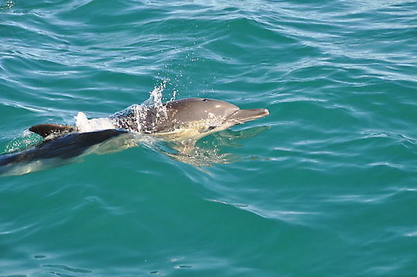 포토 JPG 해외이미지 동물 야생동물 파도 바다 여행 포유류 자연 휴가 사람없음 야외 물 파란색 수영 회색 돌고래 지능 해외포토 자연요소 컬러 수중동물 수상스포츠 생태계 파일형식 이미지허브