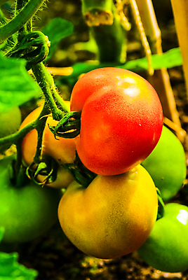 포토 JPG 해외이미지 식물 음식 줄기 잎 밭 토마토 과일 재료 자연 건강 사람없음 야외 빨간색 초록색 여름 농작물 정원 샐러드 신선 닫기 큼 날것 포도나무 내추럴 숙성 위생관리 유일 해외포토 계절 컬러 농업 채소 모션 관리 크기 과일나무 생태계 파일형식 이미지허브