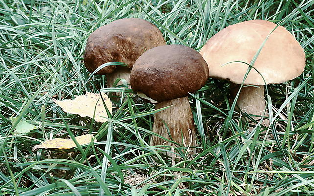 포토 JPG 해외이미지 음식 자연 사람없음 버섯 산책 흰색 상품 숲 해외포토 컬러 휴식 생태계 파일형식 이미지허브