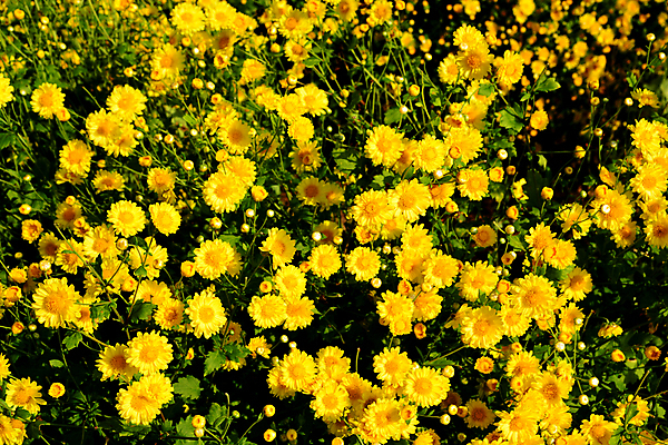 포토 JPG 해외이미지 나무 식물 계절 꽃잎 꽃 문화 잎 꽃무늬 밭 농업 자연 국화 건강 씨앗 풍경 사람없음 야외 초록색 햇빛 노란색 정원 일본 중국 수확 성장 벚꽃 흰색 신선 개화 약초 작음 허브 원예 타입 내추럴 생존 해외포토 산업 아시아 컬러 무늬 취미 태양 풀_식물 크기 생태계 파일형식 이미지허브