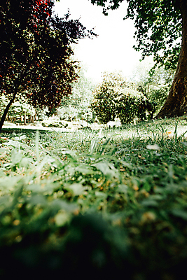 포토 JPG 해외이미지 주간 나무 자연 휴식 풍경 잔디 사람없음 야외 평화 숲속 울창 경관 해외포토 자연요소 식물 컨셉 숲 생태계 파일형식 이미지허브