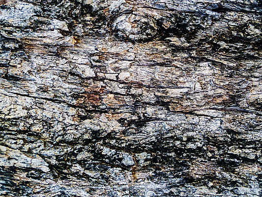 포토 JPG 해외이미지 나무 식물 캐릭터 디자인 백그라운드 패턴 자연 표면 날씨 추상 프레임 건조 사람없음 목재 갈색 소나무 거친 보호 숲 큼 낟알 피부 묘사 부식 질감 복고 나무껍질 잡동사니 내추럴 외양간 그런지 수목 엘리먼트 옛날 노화 디테일 해외포토 컬러 컨셉 무늬 재료 신체부위 껍질 크기 생태계 파일형식 이미지허브