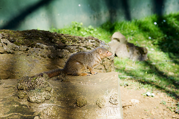 포토 JPG 해외이미지 동물 응시 공원 얼굴 야생동물 모래 여행 포유류 아프리카 자연 생물 털 동물원 사람없음 야외 갈색 황무지 황금 보호 작음 모피 사파리 언덕 꼬리 육식동물 사냥꾼 내추럴 난쟁이 동물상 생태학 전국 탄자니아 해외포토 직업 시선 공공시설 교육 나라 컬러 컨셉 신체부위 조형물 크기 생태계 파일형식 이미지허브
