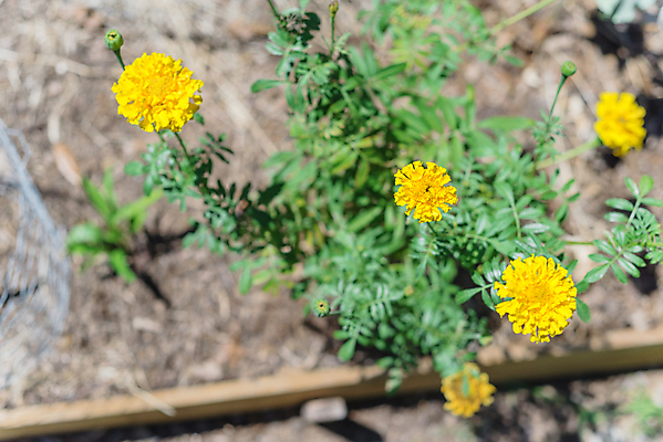 포토 JPG 해외이미지 식물 계절 꽃잎 꽃 꽃다발 백그라운드 꽃무늬 밭 오렌지 자연 사람없음 장식 초록색 컬러풀 약 노란색 정원 미국 봄 활발 벚꽃 신선 개화 약초 유기농 원예 조경 화단 내추럴 금잔화 뒤뜰 아즈텍 텍사스 해외포토 웰빙 컬러 컨셉 북아메리카 무늬 농업 과일 의학 취미 풀_식물 생태계 파일형식 이미지허브