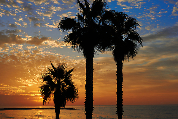포토 JPG 해외이미지 나무 구름 계절 파도 바다 섬 여행 백그라운드 잎 오렌지 자연 하늘 휴가 열대 손바닥 풍경 사람없음 빨간색 물 여름 파란색 햇빛 태양 노란색 일출 맑음 새벽 서핑 황금 휴양지 코코넛 수평선 해외포토 자연요소 식물 손 컬러 과일 날씨 노을 장소 수상스포츠 생태계 파일형식 이미지허브
