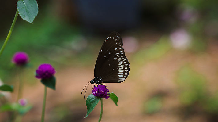 포토 JPG 해외이미지 식물 동물 꽃 야생동물 나비 곤충 백그라운드 꽃무늬 패턴 날개 자연 사람없음 초록색 여름 갈색 정원 검은색 흰색 닫기 인도인 까마귀 내추럴 케랄라주 핵심 해외포토 외국인 계절 컬러 무늬 모션 조류 동양인 인도_나라 생태계 파일형식 이미지허브