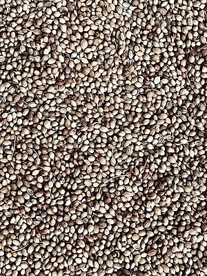 포토 JPG 해외이미지 전통 음식 농업 재료 건조 건강 요리 씨앗 사람없음 햇빛 쌓기 상점 신선 시장 고수 맛 시리얼 허브 준비 유기농 날것 아로마 향 내추럴 고립 숙성 작살 해외포토 식물 웰빙 산업 컨셉 모션 태양 향신료 파일형식 이미지허브