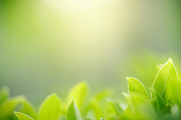 포토 JPG 해외이미지 나무 식물 계절 백그라운드 컨셉 잎 패턴 자연 벽지 추상 잔디 사람없음 초록색 빛 컬러풀 햇빛 태양 우주 환경 정원 맑음 봄 성장 신선 숲 질감 보케 부드러움 내추럴 블러 생태학 지구의날 카피스페이스 그리너리 효과 해외포토 자연요소 교육 기념일 컬러 무늬 날씨 공백 감각 생태계 파일형식 트랜드컬러 이미지허브