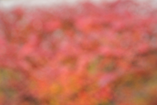 포토 JPG 해외이미지 디자인 백그라운드 컨셉 패턴 자연 추상 사람없음 빨간색 초록색 빛 컬러풀 노란색 우주 환경 보라색 소프트포커스 질감 보케 내추럴 블러 효과 해외포토 컬러 무늬 촬영기법 생태계 파일형식 이미지허브