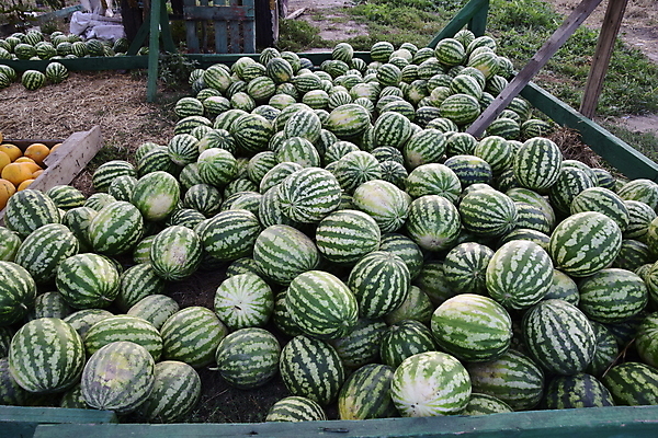 포토 JPG 해외이미지 식물 지구 음식 잎 밭 농업 채소 과일 자연 수박 함께함 건강 사람없음 초록색 물 여름 농작물 농장 노란색 정원 주스 봄 목장 줄무늬 수확 성장 가을 원형 달콤 질병 수분 멜론 다발 오브젝트 싸움 장면 찢어짐 8월 밭일 숙성 해외포토 자연요소 도형 계절 산업 음료 컬러 컨셉 무늬 의학 모션 날짜 맛 생태계 파일형식 이미지허브