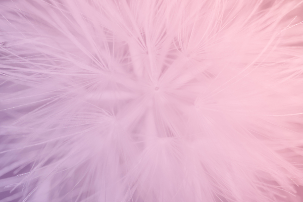 포토 JPG 해외이미지 꽃 백그라운드 밭 사람없음 보케 해외포토 식물 농업 파일형식 이미지허브