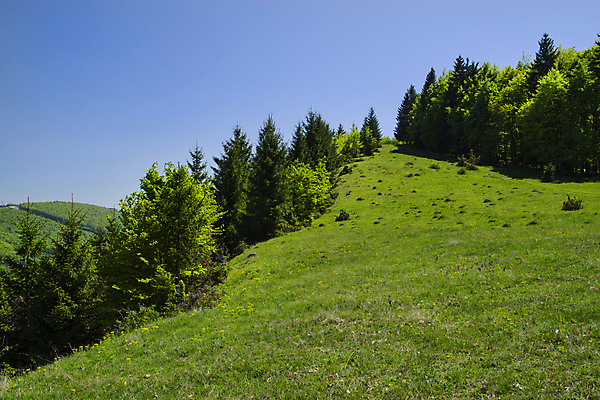포토 JPG 해외이미지 나무 식물 계절 공원 여행 밭 자연 하늘 휴가 산 파노라마 풍경 사람없음 야외 목재 초록색 여름 파란색 햇빛 농장 환경 정원 맑음 봄 시골 신선 정상 숲 땅 언덕 장면 전나무 내추럴 생태학 수평선 해외포토 공공시설 교육 컬러 농업 재료 날씨 촬영기법 태양 생태계 파일형식 이미지허브
