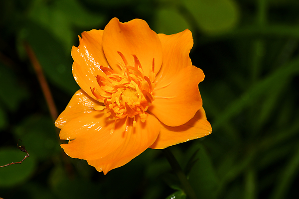 포토 JPG 해외이미지 식물 꽃잎 꽃 줄기 자연 사람없음 그리너리 해외포토 생태계 파일형식 트랜드컬러 이미지허브