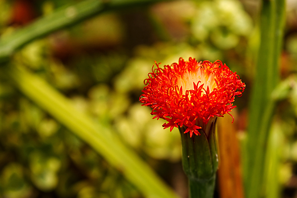 포토 JPG 해외이미지 식물 꽃 야생동물 잎 꽃무늬 패턴 자연 추상 사랑 사람없음 야외 그래픽 빨간색 초록색 여름 컬러풀 머리 정원 봄 벚꽃 가을 나뭇가지 우아함 허브 싱글 내추럴 고립 원예사 해외포토 나무 동물 직업 계절 감정 컬러 컨셉 무늬 신체부위 생태계 파일형식 이미지허브