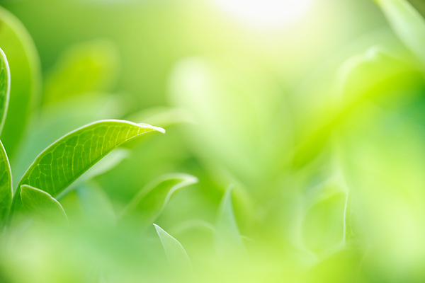 포토 JPG 해외이미지 나무 식물 계절 백그라운드 컨셉 잎 패턴 자연 벽지 추상 잔디 사람없음 초록색 빛 컬러풀 햇빛 태양 우주 환경 정원 맑음 봄 성장 신선 숲 질감 보케 부드러움 내추럴 블러 생태학 지구의날 카피스페이스 그리너리 효과 해외포토 자연요소 교육 기념일 컬러 무늬 날씨 공백 감각 생태계 파일형식 트랜드컬러 이미지허브