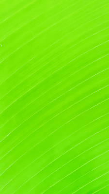 포토 JPG 해외이미지 템플릿 디자인 파도 백그라운드 잎 패턴 곡선 일러스트 자연 벽지 추상 미래 창조 미술 경사 사람없음 가로 초록색 빛 컬러풀 햇빛 우주 맑음 수중 공백 흐름 흰색 매끈함 소프트포커스 질감 보케 심플 부드러움 비네팅 깊이 블러 터키석 카피스페이스 해외일러스트 식물 선 바다 컬러 컨셉 무늬 날씨 문화예술 촬영기법 태양 감각 보석 생태계 파일형식 이미지허브