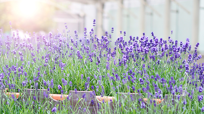 포토 JPG 해외이미지 주간 꽃밭 사람없음 야외 라벤더 해외포토 자연요소 꽃 허브 파일형식 이미지허브