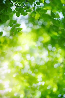 포토 JPG 해외이미지 나무 식물 계절 백그라운드 컨셉 잎 패턴 자연 벽지 추상 잔디 사람없음 초록색 빛 컬러풀 햇빛 태양 우주 환경 정원 맑음 봄 성장 신선 숲 질감 보케 부드러움 내추럴 블러 생태학 지구의날 카피스페이스 그리너리 효과 해외포토 자연요소 교육 기념일 컬러 무늬 날씨 공백 감각 생태계 파일형식 트랜드컬러 이미지허브