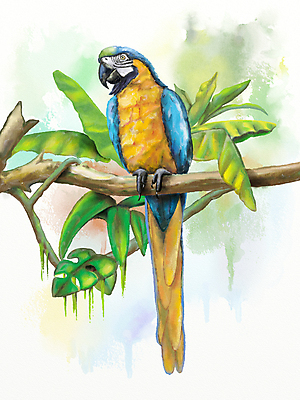 포토 JPG 해외이미지 나무 식물 동물 야생동물 날개 일러스트 자연 조류 열대 수채화 대화 미술 앉기 사람없음 세로 파란색 반려동물 컬러풀 노란색 활발 나뭇가지 황금 깃털 부리 앵무새 새장 내추럴 강렬 이국적 지능 해외일러스트 컬러 컨셉 모션 문화예술 말하기 생태계 케이지 파일형식 이미지허브