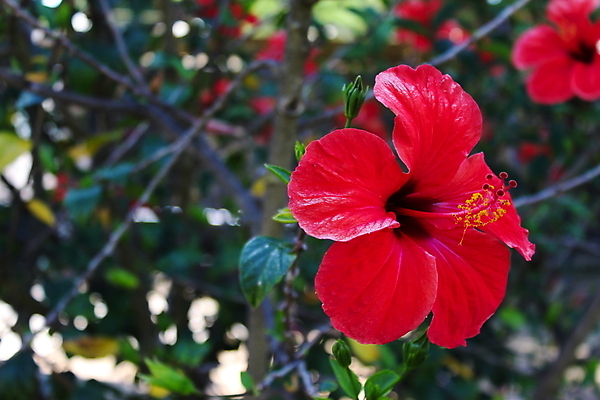 포토 JPG 해외이미지 식물 꽃 줄기 잎 꽃무늬 가족 자연 사람없음 옆모습 빨간색 초록색 머리 활발 개화 닫기 포르투갈 싱글 꽃가루 고립 꽃수술 아욱 히비스커스 해외포토 유럽 뷰포인트 컬러 컨셉 무늬 관계 모션 신체부위 가루 생태계 파일형식 이미지허브