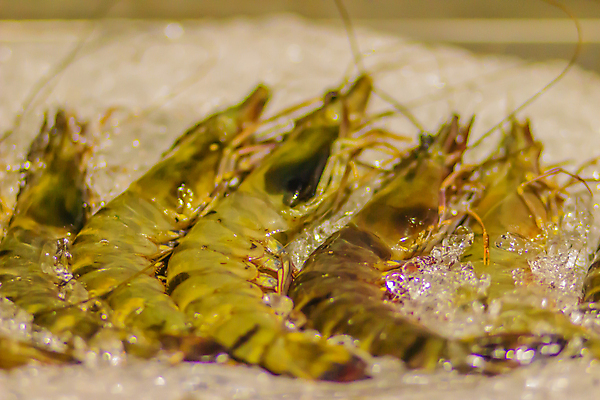 포토 JPG 해외이미지 접시 음식 바다 백그라운드 다이어트 재료 조개 새우 건강 갑각류 요리 사람없음 가로 식당 검은색 식사 저녁식사 흰색 신선 호랑이 시장 맛 왕 먹기 해산물 준비 날것 거인 단백질 생식 저칼로리 해외포토 동물 식기 컬러 컨셉 포유류 모션 어패류 상점 영양소 파일형식 이미지허브