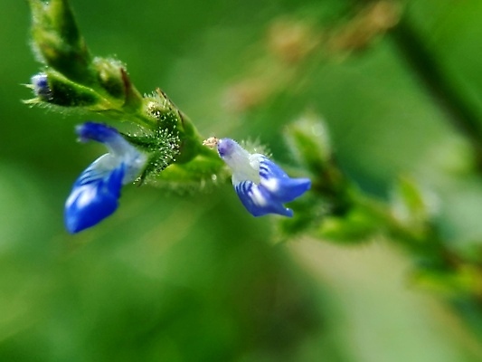 포토 JPG 해외이미지 식물 디자인 계절 꽃잎 꽃 분홍색 백그라운드 꽃무늬 오렌지 자연 휴식 사람없음 장식 빨간색 초록색 노란색 스파 벚꽃 흰색 신선 신용카드 개화 공작 싱글 부리 베트남 내추럴 난쟁이 고립 꽃수술 엘리먼트 이국적 파라다이스 하와이인 해외포토 외국인 컬러 컨셉 무늬 과일 조류 금융 동남아시아 생태계 파일형식 이미지허브