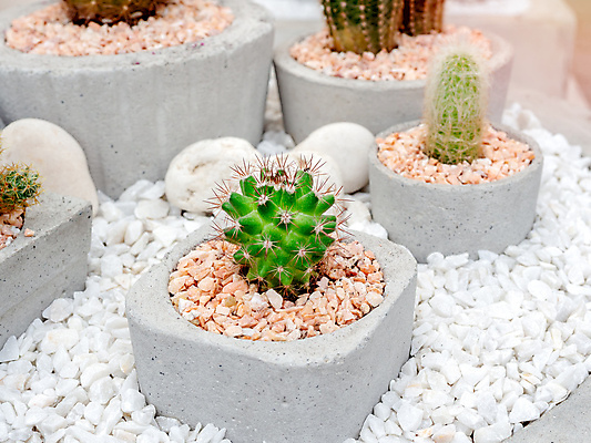 포토 JPG 해외이미지 식물 꽃 화초 백그라운드 컨셉 꽃무늬 비즈니스 자연 선인장 주택 취미 사람없음 장식 초록색 여름 세트 컬러풀 햇빛 유행 상점 정원 사막 성장 흰색 가시 냄비 작음 수집 묘사 원예 질감 시멘트 내추럴 콘크리트 스타일 미니멀 해외포토 계절 컬러 무늬 건물 태양 솥 크기 생태계 파일형식 이미지허브