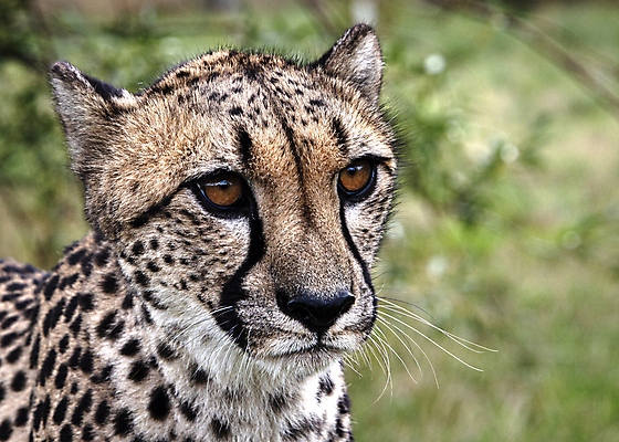 포토 JPG 해외이미지 동물 얼굴 야생동물 포유류 아프리카 자연 영국 털 동물원 사람없음 야외 고양이 황무지 닫기 보호 큼 사파리 피부 속도 귀 육식동물 사냥꾼 멸종 치타 남쪽 내추럴 고립 사바나 전국 탄자니아 해외포토 직업 유럽 나라 컨셉 모션 신체부위 반려동물 크기 방향 생태계 파일형식 이미지허브