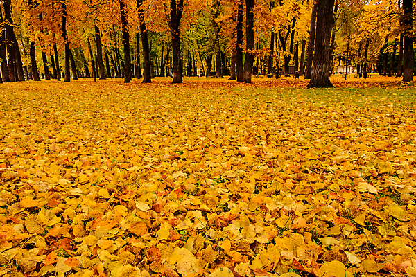 포토 JPG 해외이미지 주간 공원 단풍 낙엽 단풍나무 풍경 사람없음 야외 주황색 가을 해외포토 자연요소 나무 계절 공공시설 컬러 잎 파일형식 이미지허브