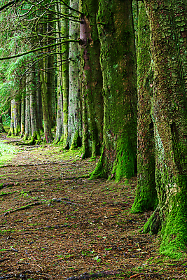 포토 JPG 해외이미지 나무 공원 길 여행 자연 영국 웨일즈 국립공원 이끼 풍경 사람없음 관광지 사진촬영 시골 숲 오솔길 나무껍질 내추럴 삼림지대 해외포토 식물 공공시설 유럽 촬영 껍질 생태계 파일형식 이미지허브