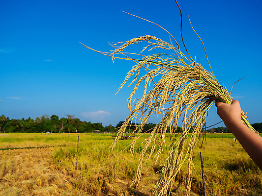 포토 JPG 해외이미지 식물 손 계절 아시아 문화 음식 꽃다발 백그라운드 농업 비즈니스 태국 자연 하늘 밥 건강 씨앗 동양인 사람없음 야외 초록색 햇빛 농장 농경지 갈색 노란색 환경 식사 수확 성장 시골 신선 잡기 황금 농부 상품 낟알 시리얼 유기농 귀 보여주기 내추럴 논밭 숙성 해외포토 직업 웰빙 꽃 나라 산업 컬러 밭 모션 논 인종 신체부위 태양 생태계 파일형식 이미지허브