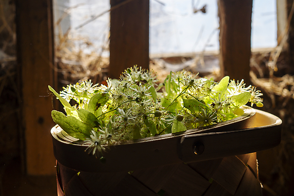 포토 JPG 해외이미지 꽃 백그라운드 잎 꽃무늬 재료 창문 주택 실내 건강 사람없음 목재 초록색 빛 햇빛 약 노란색 방 벚꽃 흰색 신선 개화 약초 컨테이너 허브 가득함 유기농 아로마 라임 아로마테라피 테라피 내추럴 옛날 치료제 해외포토 나무 식물 웰빙 산업 컬러 무늬 과일 의학 내부 건물 태양 뷰티 풀_식물 파일형식 이미지허브