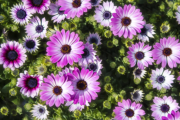 포토 JPG 해외이미지 식물 꽃잎 꽃 분홍색 백그라운드 잎 꽃무늬 자연 국화 사람없음 장식 초록색 컬러풀 머리 정원 보라색 벚꽃 흰색 신선 우아함 소프트포커스 제비꽃 묘사 데이지 부드러움 내추럴 해외포토 컬러 컨셉 무늬 촬영기법 신체부위 감각 생태계 파일형식 이미지허브