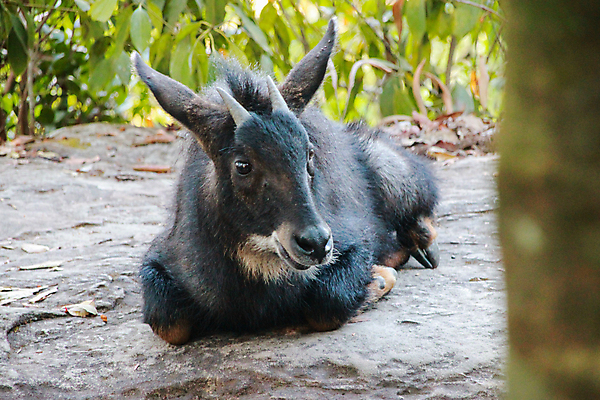 포토 JPG 해외이미지 모양 나무 동물 1 공원 아시아 얼굴 야생동물 백그라운드 잎 포유류 태국 자연 염소 생물 산 뿔 동물원 종류 사람없음 야외 초록색 갈색 검은색 황무지 숲 큼 영양 내추럴 동물상 땅바닥 전국 혼자 해외포토 식물 공공시설 나라 컬러 바닥 신체부위 조형물 크기 생태계 파일형식 이미지허브