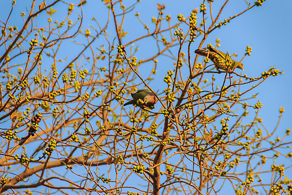 포토 JPG 해외이미지 나무 구름 야생동물 음식 분홍색 백그라운드 잎 과일 자연 조류 하늘 풍경 사람없음 초록색 여름 파란색 컬러풀 환경 봄 가을 나뭇가지 잡기 약초 숲 허브 비둘기 신성 떠남 해외포토 자연요소 식물 동물 계절 컬러 모션 풀_식물 생태계 파일형식 이미지허브